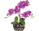 Hornbach Kunstpflanze Phalaenopsis Höhe: 30 cm lila