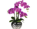 Hornbach Kunstpflanze Phalaenopsis Höhe: 55 cm lila