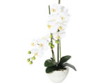 Hornbach Kunstpflanze Phalaenopsis Höhe: 50 cm weiß