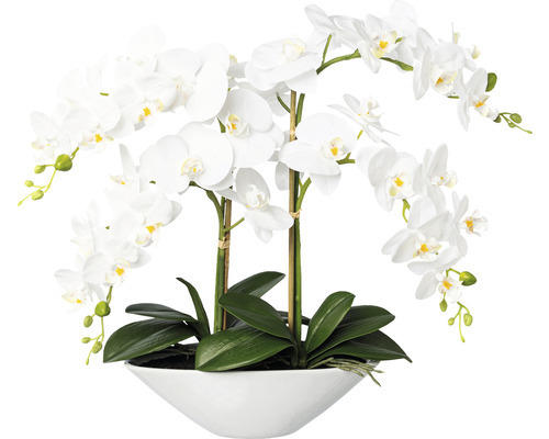 Kunstpflanze Phalaenopsis Höhe: 53 cm weiß