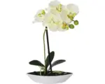 Hornbach Kunstpflanze Phalaenopsis in Schale Höhe: 30 cm grün