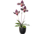 Hornbach Kunstpflanze Orchidee Höhe: 45 cm bordeaux
