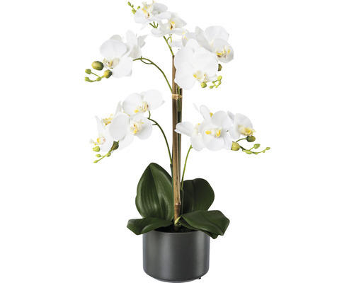 Kunstpflanze Phalaenopsis Höhe: 38 cm weiß