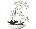 Hornbach Kunstpflanze Phalaenopsis Höhe: 60 cm weiß