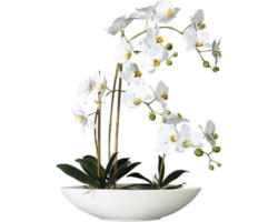 Kunstpflanze Phalaenopsis Höhe: 60 cm weiß