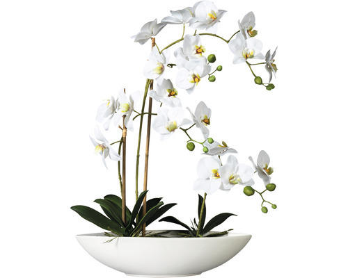 Kunstpflanze Phalaenopsis Höhe: 60 cm weiß