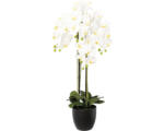 Hornbach Kunstpflanze Phalaenopsis Höhe: 99 cm weiß