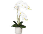 Hornbach Kunstpflanze Phalaenopsis Höhe: 60 cm weiß