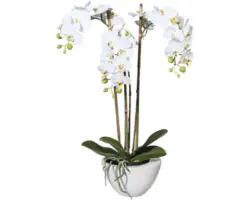 Kunstpflanze Miniphalenopsis Höhe: 51 cm weiß