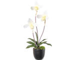 Hornbach Kunstpflanze Orchidee Höhe: 45 cm creme