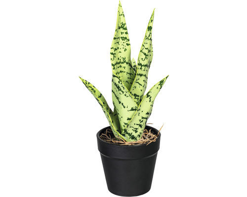 Kunstpflanze Sanseveria Mini Höhe: 27 cm grün