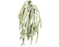 Kunstpflanze Geweihfarnhänger Höhe: 80 cm grün