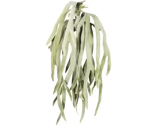 Kunstpflanze Geweihfarnhänger Höhe: 80 cm grün
