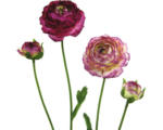 Hornbach Kunstpflanze Ranunkel Höhe: 40 cm lila