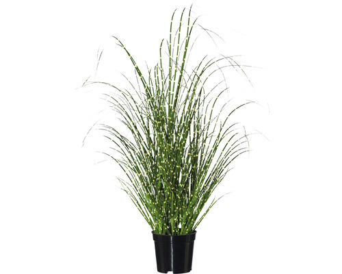 Kunstpflanze Miscanthus Höhe: 58 cm grün