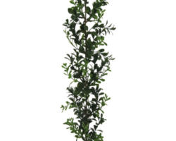 Kunstpflanzen-Girlande Buchs 15 cm Länge: 180 cm grün