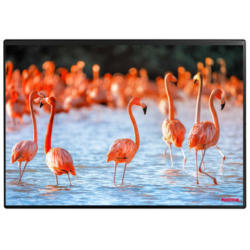 KOLMA Sous-main 35.556.20 Flamingos 50x34cm