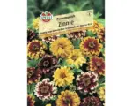 Hornbach Blumensamen Sperli Zinnie 'Perserteppich' Mix