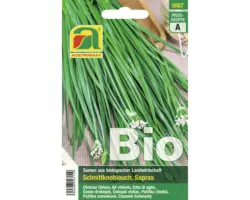 Kräutersamen Austrosaat Schnittknoblauch 'Sapras'
