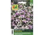 Hornbach Blumensamen Austrosaat Levkoje Matthiola bicornis 'Nachtduftstock'