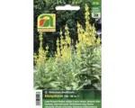 Hornbach Blumensamen Austrosaat Königskerze Verbascum densiflorum