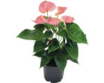 Hornbach Flamingoblume/ Anthurie FloraSelf Anthurium andreanum H 40-45 cm Ø 12 cm Topf