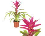 Hornbach Bromelie Guzmania-Cultivars 'Voila' H 43-53 cm Ø 12 cm Topf