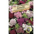 Hornbach Blumensamen Sperli Bartnelke 'Vollbart Mix'