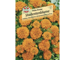 Blumensamen Sperli 'Petite Orange'