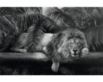 Hornbach Maxiposter Lion is Watching U 91,5x61 cm