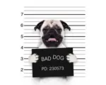 Hornbach Decopanel Pug Shot Banjo 40x50 cm