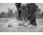 Hornbach Decopanel Elephant in Lake 136x98 cm