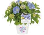 Hornbach Bauernhortensie Hydrangea macrophylla 'Diva fiore' ® Blau H 30-40 cm Co 5 L blau