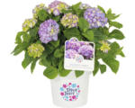 Hornbach Bauernhortensie Hydrangea macrophylla 'Diva fiore' ® Lila H 30-40 cm Co 5 L lila