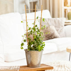 Windhager Blumenstütze 60x30 cm Bambus