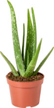 Aloe-Vera-Pflanze, 1 Stück