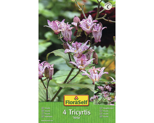 Blumenzwiebel FloraSelf Krötenlilie Tricyrtis 'Hirta' 4 Stk.