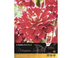 Blumenzwiebel Premium Dahlie 'Red Rock' 2 Stk.