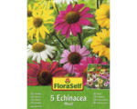 Hornbach Sonnenhut-Rhizome FloraSelf Echinacea 'Bunte Mischung' 5 Stk.