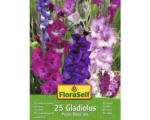 Hornbach Blumenzwiebel Gladiolen 'Purple Blend' 25 Stk.