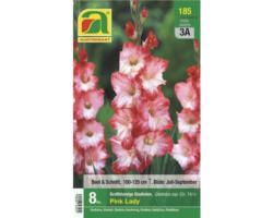 Blumenzwiebel Austrosaat Gladiole Pink Lady