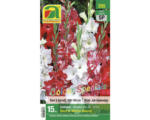 Hornbach Blumenzwiebel Austrosaat Gladiole 'Red & White Blend' 15 Stk.