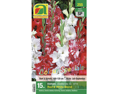 Blumenzwiebel Austrosaat Gladiole 'Red & White Blend' 15 Stk.