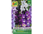 Hornbach Blumenzwiebel Austrosaat Gladiole 'Colour Special Purple Blend' 15 Stk.