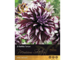 Blumenzwiebel Dahlie 'Tartan' lila-weiß, 2 Stk