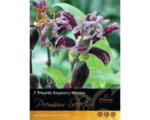 Hornbach Blumenzwiebel 'Tricyrtis Raspberry' lila, 1 Stk