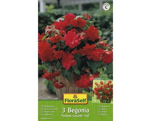 FloraSelf Blumenzwiebel Begonia Pendula Rot 3 Stk