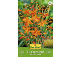 Blumenzwiebel FloraSelf Crocosmia Orange, 15 Stk