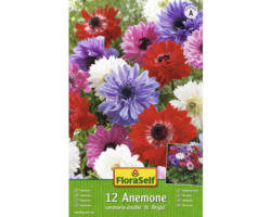 Blumenzwiebel FloraSelf Anemone 'Stk Brigid'-Mischung 12 Stk