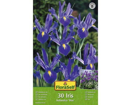 FloraSelf Blumenzwiebel Iris Holl. Blau 30 Stk